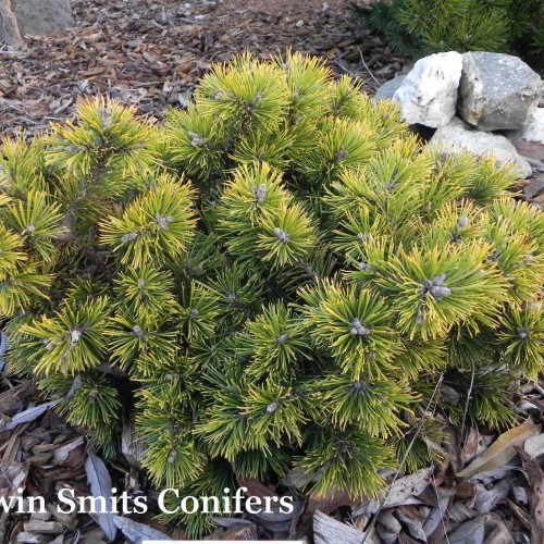 Pinus mugo 'Filips Summer Sun' - Mägimänd 'Filips Summer Sun'  